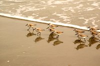 Sandpipers