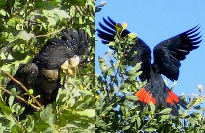 Black Cockatoos Black Cockatoos
