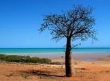 Boab on a Broome Beach Boab on a Broome Beach