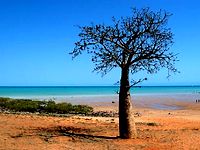 Boab tree on broome beach Boab tree on broome beach