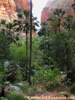 Mini Palms Gorge Mini Palms Gorge