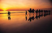 Camels on Cable Beach Camels on Cable Beach
