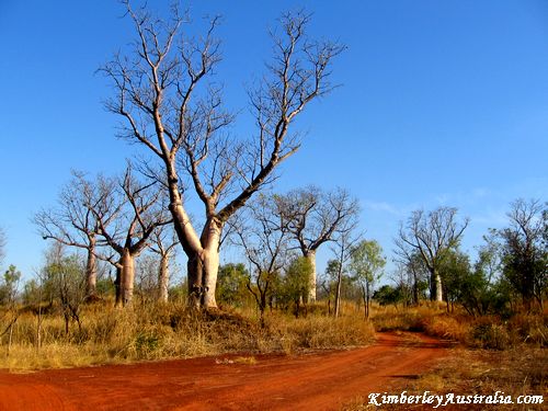Boabs along a track in the Kimberley Boabs along a track in the Kimberley