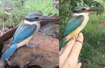 Sacred Kingfisher Sacred Kingfisher