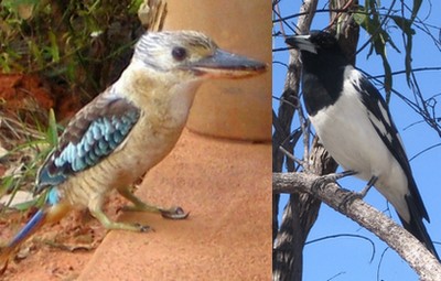 Blue-winged Kookaburra and Pied Butcherbird Blue-winged Kookaburra and Pied Butcherbird