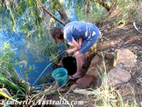 Collecting drinking water from Mertens Creek on the Mitchell Plateau Collecting drinking water from Mertens Creek on the Mitchell Plateau
