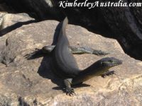 Inquisitive Goanna Inquisitive Goanna