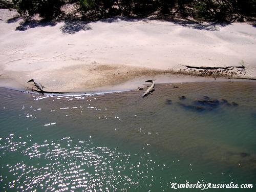 Saltwater Crocodiles Saltwater Crocodiles
