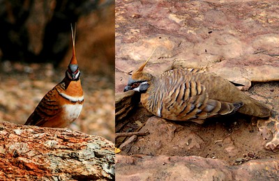 Spinifex Pigeons Spinifex Pigeons