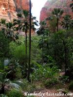 The Bungle Bungles, Mini Palms The Bungle Bungles, Mini Palms