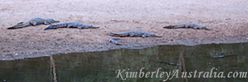 Freshwater Crocodiles Freshwater Crocodiles