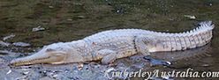 Freshwater Crocodile Freshwater Crocodile