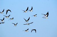 A group of waders taking off. A group of waders taking off.