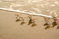 Sandpipers Sandpipers
