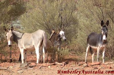 Wild donkeys Wild donkeys
