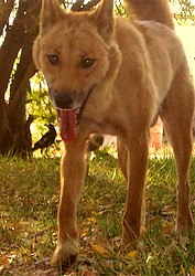 Friendly resident dingo at Mt. Hart Friendly resident dingo at Mt. Hart