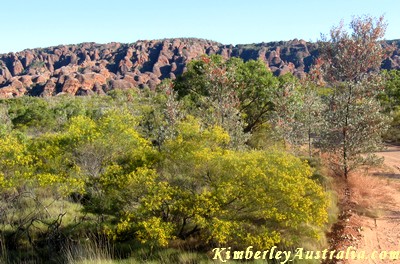 The Bungles in May The Bungles in May