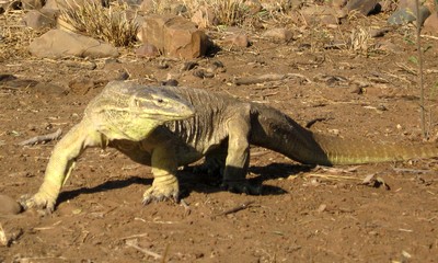 A huge monitor lizard