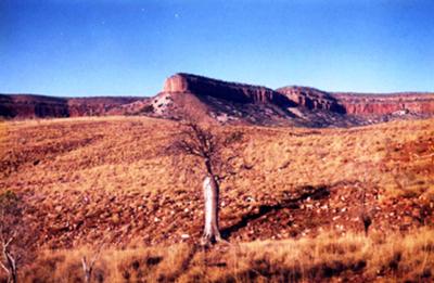 A Boab tree in the shade of the beautiful Cockburn Ranges