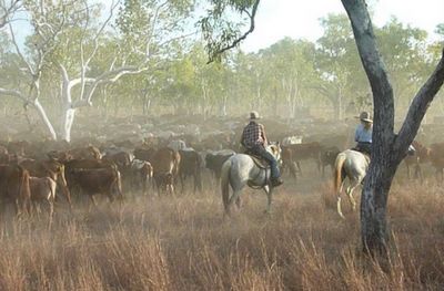 Mustering cattle at Charnley River