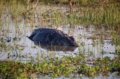 Large saltwater croc in a swamp