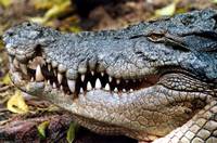 The impressive head of an Australian Estuarine or Saltwater Crocodile The impressive head of an Australian Estuarine or Saltwater Crocodile