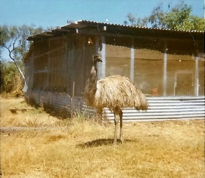 Camp Mascott Percy