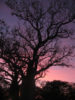 Boab at sunset