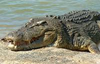 Saltwater Crocodile Saltwater Crocodile