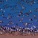 Birds at Roebuck Bay