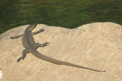 Sun basking goanna