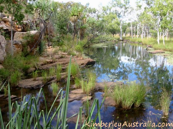 Adcock River - lily pond