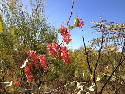 Flowering Grevillea in Purnululu National Park