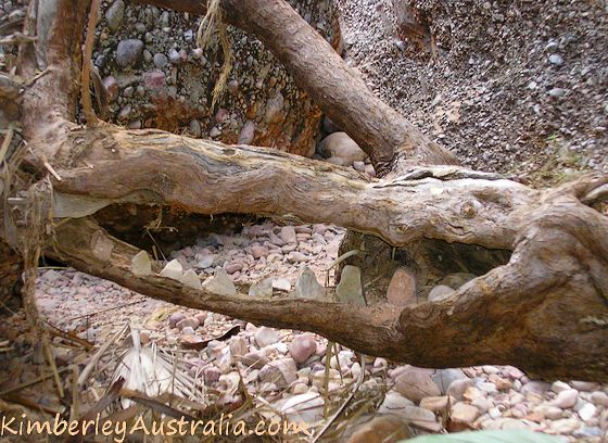 Crocodile in the Bungles