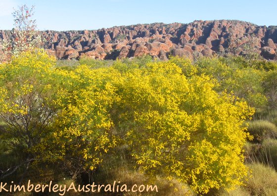 The Bungles in May