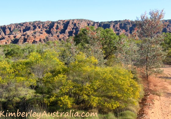 Acacia and grevillea flowers in front of the Bungles