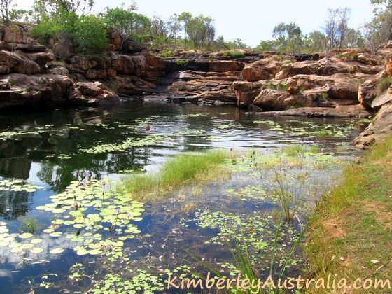 Swimming among the lilies at Lillie Pool