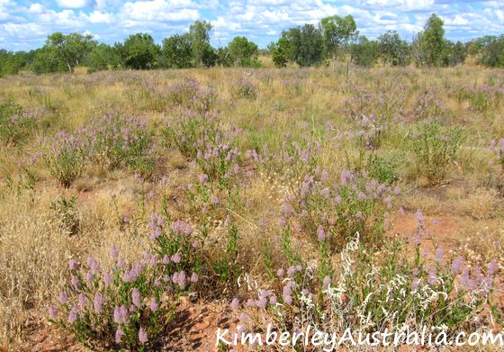 Wildflowers along Duncan Road