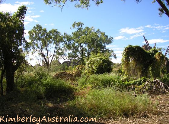 Weed infestation at Geikie Gorge National Park