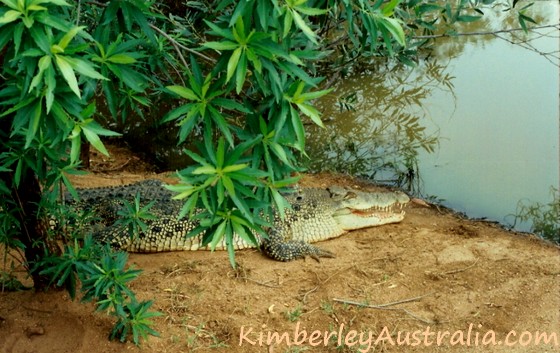 Kimberley Saltwater Crocodile