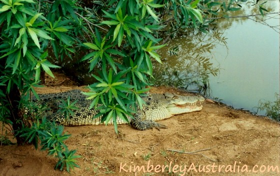 saltwater crocodile habitat map