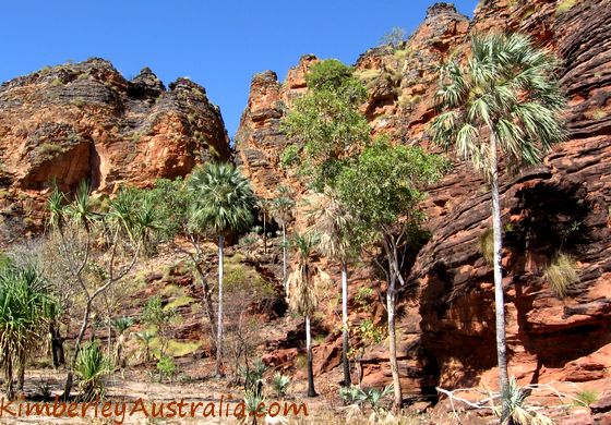 Typical Kimberley country: red rocks and palm trees