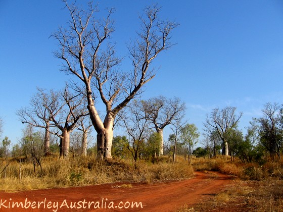 Boabs along a Kimberley track