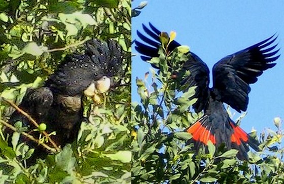 Red-tailed Black Cockatoo.