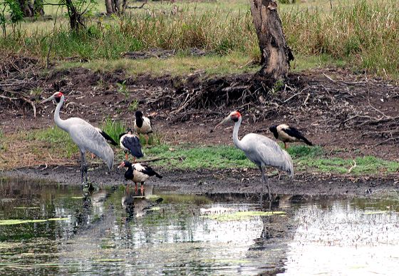 Brolgas and Magpie Geese