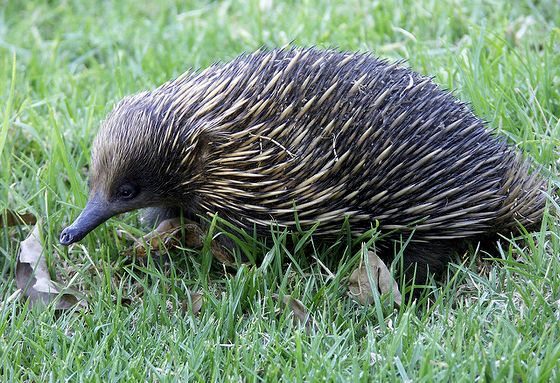Echidna