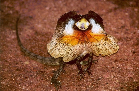 Agitated Frilled-neck Lizard