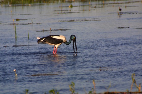 Jabiru