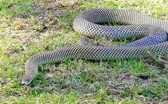 Mulga or King Brown Snake