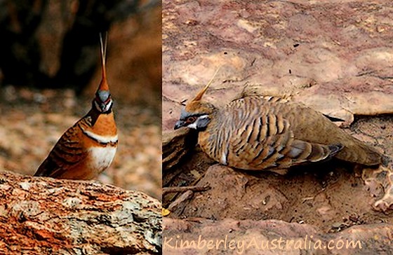 Spinifex Pigeons